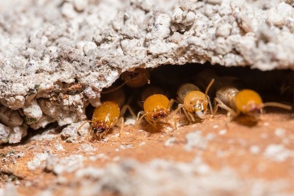 Combined Building and Pest Inspections Kinglake - Kingview Building Inspections 4-min